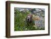 Colorado, American Basin, Yellow-Bellied Marmot Among Grasses and Wildflowers in Sub-Alpine Regions-Judith Zimmerman-Framed Photographic Print