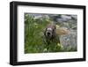 Colorado, American Basin, Yellow-Bellied Marmot Among Grasses and Wildflowers in Sub-Alpine Regions-Judith Zimmerman-Framed Photographic Print