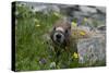 Colorado, American Basin, Yellow-Bellied Marmot Among Grasses and Wildflowers in Sub-Alpine Regions-Judith Zimmerman-Stretched Canvas