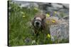 Colorado, American Basin, Yellow-Bellied Marmot Among Grasses and Wildflowers in Sub-Alpine Regions-Judith Zimmerman-Stretched Canvas