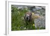 Colorado, American Basin, Yellow-Bellied Marmot Among Grasses and Wildflowers in Sub-Alpine Regions-Judith Zimmerman-Framed Photographic Print