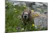 Colorado, American Basin, Yellow-Bellied Marmot Among Grasses and Wildflowers in Sub-Alpine Regions-Judith Zimmerman-Mounted Photographic Print