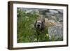 Colorado, American Basin, Yellow-Bellied Marmot Among Grasses and Wildflowers in Sub-Alpine Regions-Judith Zimmerman-Framed Photographic Print