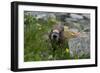 Colorado, American Basin, Yellow-Bellied Marmot Among Grasses and Wildflowers in Sub-Alpine Regions-Judith Zimmerman-Framed Photographic Print