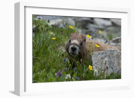 Colorado, American Basin, Yellow-Bellied Marmot Among Grasses and Wildflowers in Sub-Alpine Regions-Judith Zimmerman-Framed Photographic Print