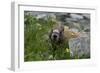 Colorado, American Basin, Yellow-Bellied Marmot Among Grasses and Wildflowers in Sub-Alpine Regions-Judith Zimmerman-Framed Photographic Print