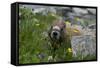 Colorado, American Basin, Yellow-Bellied Marmot Among Grasses and Wildflowers in Sub-Alpine Regions-Judith Zimmerman-Framed Stretched Canvas