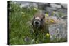 Colorado, American Basin, Yellow-Bellied Marmot Among Grasses and Wildflowers in Sub-Alpine Regions-Judith Zimmerman-Stretched Canvas