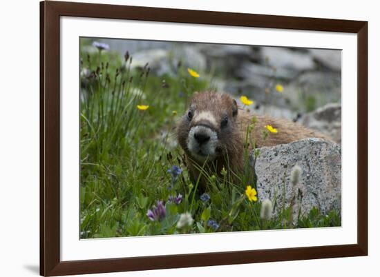 Colorado, American Basin, Yellow-Bellied Marmot Among Grasses and Wildflowers in Sub-Alpine Regions-Judith Zimmerman-Framed Photographic Print