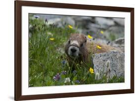 Colorado, American Basin, Yellow-Bellied Marmot Among Grasses and Wildflowers in Sub-Alpine Regions-Judith Zimmerman-Framed Photographic Print