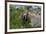 Colorado, American Basin, Yellow-Bellied Marmot Among Grasses and Wildflowers in Sub-Alpine Regions-Judith Zimmerman-Framed Photographic Print