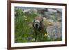 Colorado, American Basin, Yellow-Bellied Marmot Among Grasses and Wildflowers in Sub-Alpine Regions-Judith Zimmerman-Framed Photographic Print