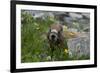 Colorado, American Basin, Yellow-Bellied Marmot Among Grasses and Wildflowers in Sub-Alpine Regions-Judith Zimmerman-Framed Photographic Print