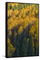 Colorado. Autumn Yellow Aspen and Fir in the Uncompahgre National Forest-Judith Zimmerman-Framed Stretched Canvas