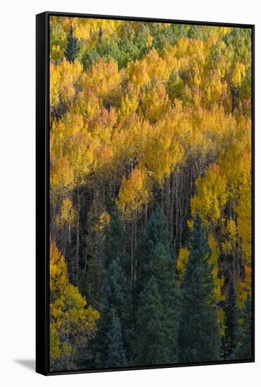 Colorado. Autumn Yellow Aspen and Fir in the Uncompahgre National Forest-Judith Zimmerman-Framed Stretched Canvas