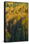 Colorado. Autumn Yellow Aspen and Fir in the Uncompahgre National Forest-Judith Zimmerman-Framed Stretched Canvas