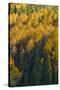 Colorado. Autumn Yellow Aspen and Fir in the Uncompahgre National Forest-Judith Zimmerman-Stretched Canvas