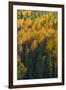 Colorado. Autumn Yellow Aspen and Fir in the Uncompahgre National Forest-Judith Zimmerman-Framed Photographic Print