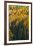 Colorado. Autumn Yellow Aspen and Fir in the Uncompahgre National Forest-Judith Zimmerman-Framed Photographic Print