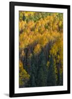 Colorado. Autumn Yellow Aspen and Fir in the Uncompahgre National Forest-Judith Zimmerman-Framed Photographic Print