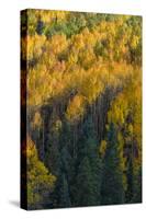Colorado. Autumn Yellow Aspen and Fir in the Uncompahgre National Forest-Judith Zimmerman-Stretched Canvas
