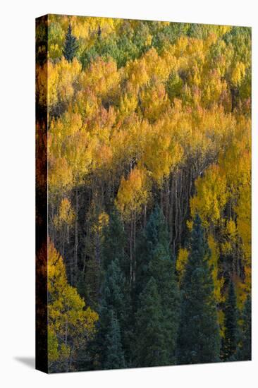 Colorado. Autumn Yellow Aspen and Fir in the Uncompahgre National Forest-Judith Zimmerman-Stretched Canvas