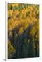 Colorado. Autumn Yellow Aspen and Fir in the Uncompahgre National Forest-Judith Zimmerman-Framed Photographic Print