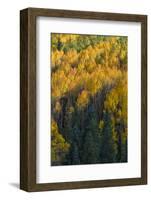 Colorado. Autumn Yellow Aspen and Fir in the Uncompahgre National Forest-Judith Zimmerman-Framed Photographic Print