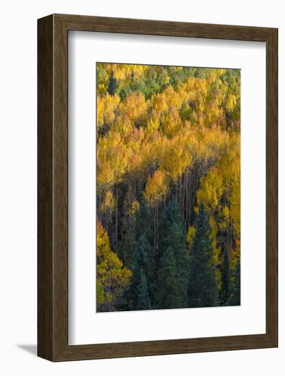 Colorado. Autumn Yellow Aspen and Fir in the Uncompahgre National Forest-Judith Zimmerman-Framed Photographic Print