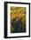 Colorado. Autumn Yellow Aspen and Fir in the Uncompahgre National Forest-Judith Zimmerman-Framed Photographic Print