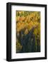 Colorado. Autumn Yellow Aspen and Fir in the Uncompahgre National Forest-Judith Zimmerman-Framed Photographic Print