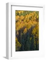 Colorado. Autumn Yellow Aspen and Fir in the Uncompahgre National Forest-Judith Zimmerman-Framed Photographic Print