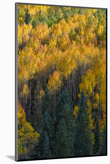 Colorado. Autumn Yellow Aspen and Fir in the Uncompahgre National Forest-Judith Zimmerman-Mounted Photographic Print