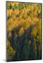 Colorado. Autumn Yellow Aspen and Fir in the Uncompahgre National Forest-Judith Zimmerman-Mounted Photographic Print