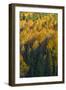 Colorado. Autumn Yellow Aspen and Fir in the Uncompahgre National Forest-Judith Zimmerman-Framed Photographic Print