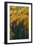 Colorado. Autumn Yellow Aspen and Fir in the Uncompahgre National Forest-Judith Zimmerman-Framed Photographic Print