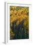 Colorado. Autumn Yellow Aspen and Fir in the Uncompahgre National Forest-Judith Zimmerman-Framed Photographic Print