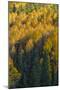 Colorado. Autumn Yellow Aspen and Fir in the Uncompahgre National Forest-Judith Zimmerman-Mounted Photographic Print