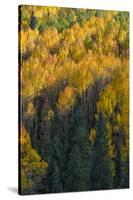 Colorado. Autumn Yellow Aspen and Fir in the Uncompahgre National Forest-Judith Zimmerman-Stretched Canvas