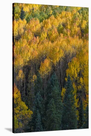 Colorado. Autumn Yellow Aspen and Fir in the Uncompahgre National Forest-Judith Zimmerman-Stretched Canvas