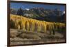 Colorado. Autumn Yellow Aspen and Fir Trees Near Owl Creek Pass, Uncompahgre National Forest-Judith Zimmerman-Framed Photographic Print