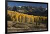 Colorado. Autumn Yellow Aspen and Fir Trees Near Owl Creek Pass, Uncompahgre National Forest-Judith Zimmerman-Framed Photographic Print