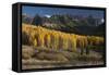 Colorado. Autumn Yellow Aspen and Fir Trees Near Owl Creek Pass, Uncompahgre National Forest-Judith Zimmerman-Framed Stretched Canvas