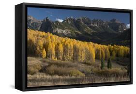 Colorado. Autumn Yellow Aspen and Fir Trees Near Owl Creek Pass, Uncompahgre National Forest-Judith Zimmerman-Framed Stretched Canvas