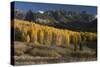 Colorado. Autumn Yellow Aspen and Fir Trees Near Owl Creek Pass, Uncompahgre National Forest-Judith Zimmerman-Stretched Canvas