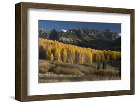 Colorado. Autumn Yellow Aspen and Fir Trees Near Owl Creek Pass, Uncompahgre National Forest-Judith Zimmerman-Framed Photographic Print