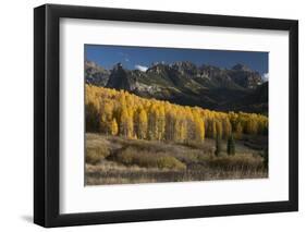 Colorado. Autumn Yellow Aspen and Fir Trees Near Owl Creek Pass, Uncompahgre National Forest-Judith Zimmerman-Framed Photographic Print