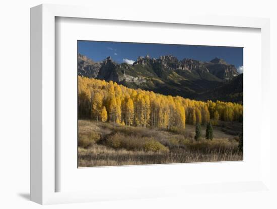 Colorado. Autumn Yellow Aspen and Fir Trees Near Owl Creek Pass, Uncompahgre National Forest-Judith Zimmerman-Framed Photographic Print