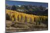 Colorado. Autumn Yellow Aspen and Fir Trees Near Owl Creek Pass, Uncompahgre National Forest-Judith Zimmerman-Mounted Photographic Print