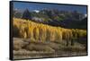 Colorado. Autumn Yellow Aspen and Fir Trees Near Owl Creek Pass, Uncompahgre National Forest-Judith Zimmerman-Framed Stretched Canvas